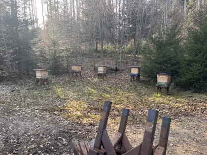 Carnica Bienenvolk Zander