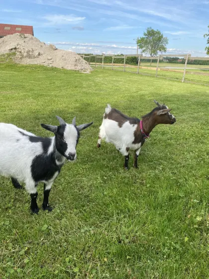 Zwergziegen Biene & Maja