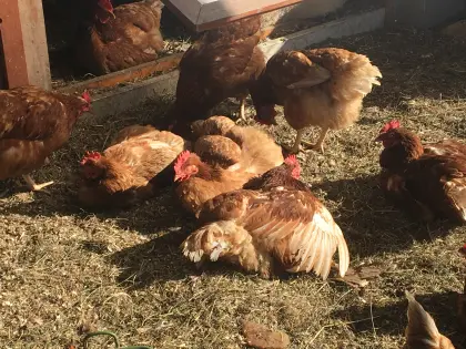 Legehennen abzugeben