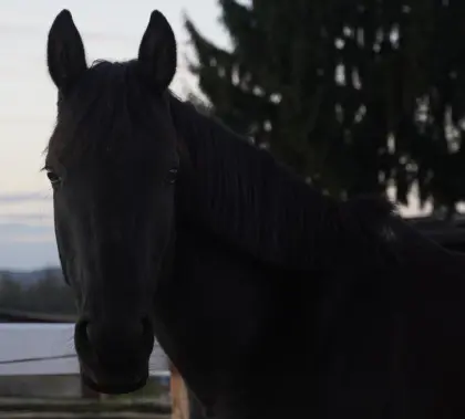 Reitpony - Rappfalbstute