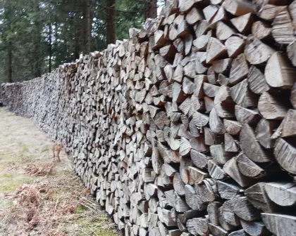 Brennholz Fichte