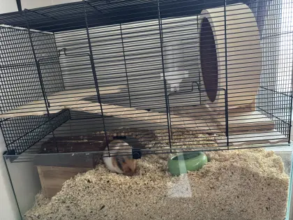 Goldhamster Weiblich