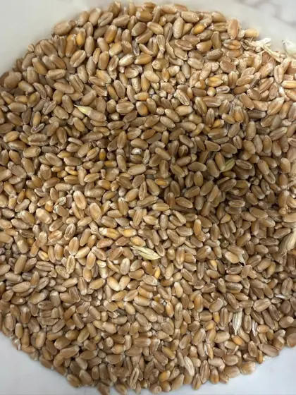 E Weizen Moschus zu verkaufen