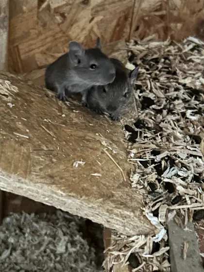 Degus