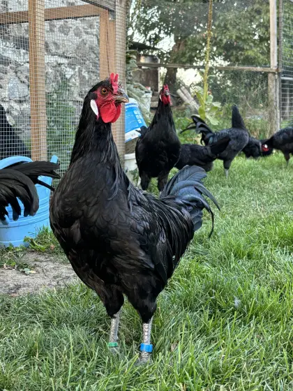 Bruteier, Große La Flèche, Weißenteufel