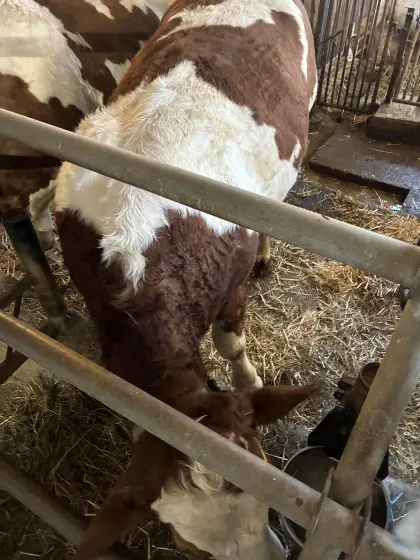 Trächtige hornlose Fleckviehkalbin zu verkaufen