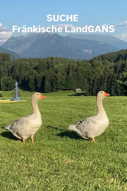 Fränkische Landgans