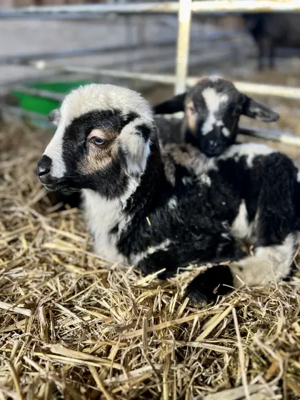 Krainer Steinschaf Lämmer 2025/2026