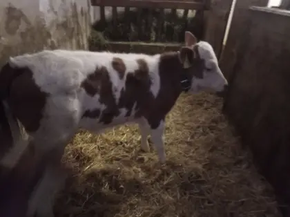 Fleckvieh Bio Zuchtkalb