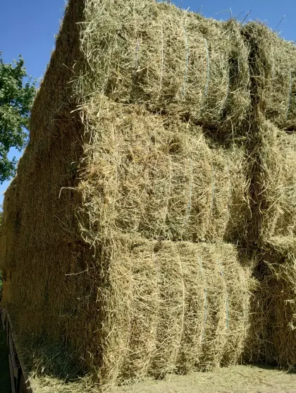 Heu geschnittenes 10-15 cm Länge Ernte 2025 inkl. Transport