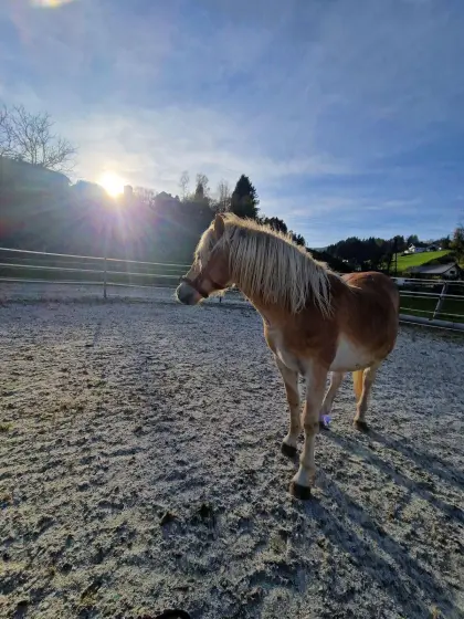 Super cooler Haflinger Wallach