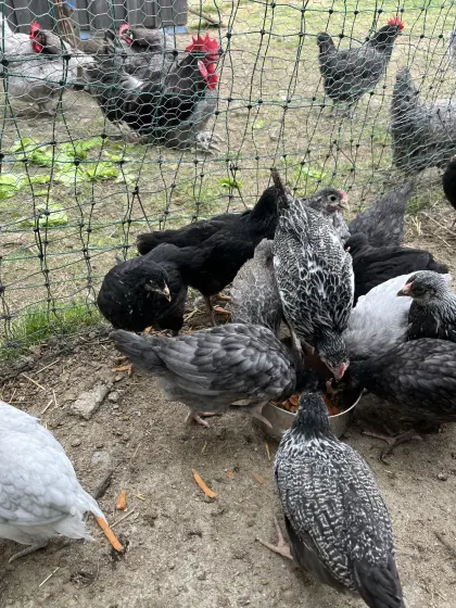 Jungtiere von Großrassen