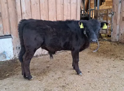 Bio Dexter Stierkalb