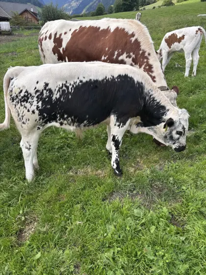 Pustertaler Sprinzen Stier