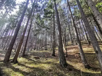 Waldparzellen zu verkaufen