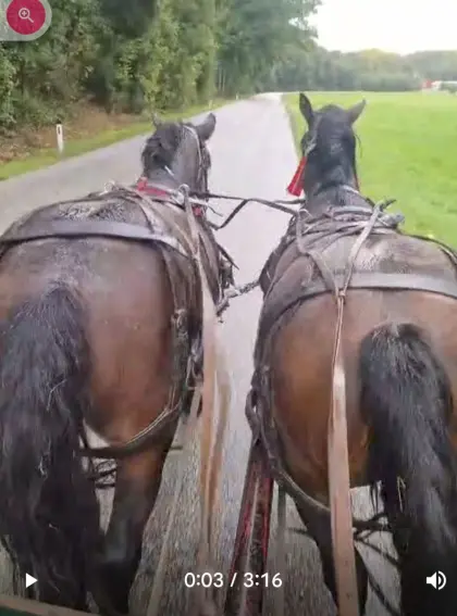 Noriker Gespann ein- und zweispännig