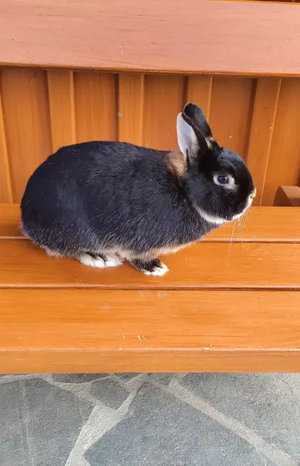 Zwergkaninchen männlich