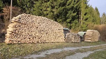 Brennholz trocken oder frisch