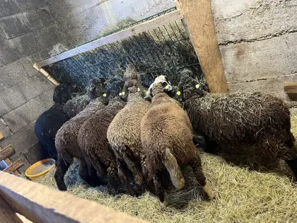 Jura Schaf und Merino Mix