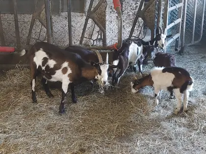 Tauernschecken Ziege