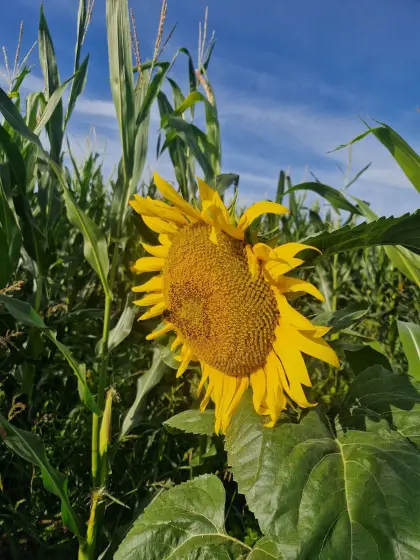 Pacht Acker- und Grünland