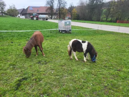 Shetland-Pony