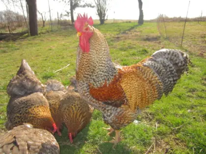 Bruteier Bielefelder Kennhühner kennsperber groß