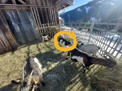 Tauernschecken Ziege