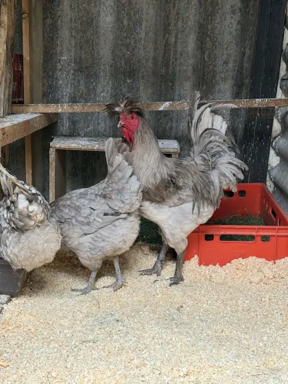 Sandschak - Langkräher