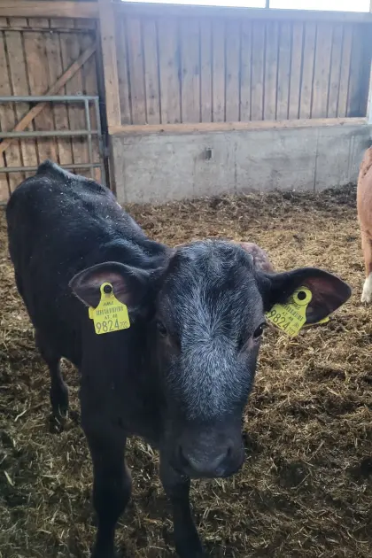 Einsteller Weißblauer-Belgier