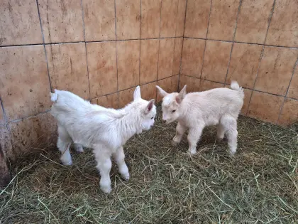 Weibliche Ziegenkitze, hornlos, Ziegen100