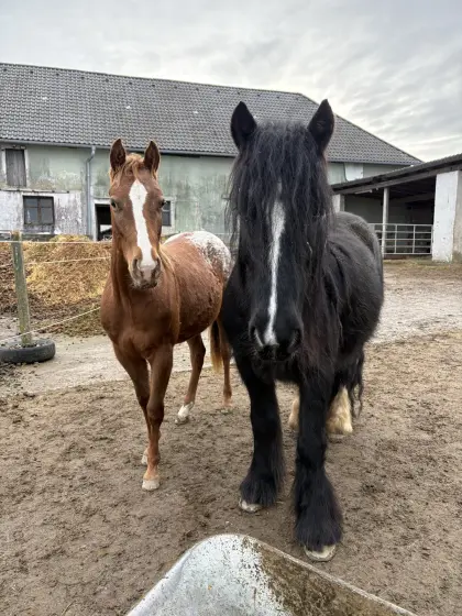 Appaloosa - Quarter Mix Stute