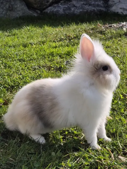 Zwei Zwergkaninchen suchen liebevolles Zuhause