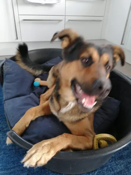 Schäfer Bernersennen