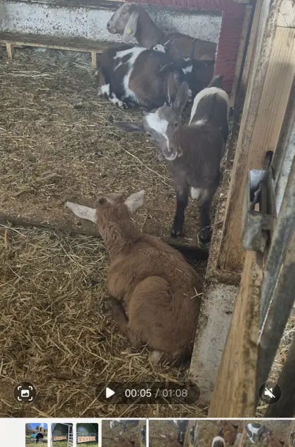 Ziegenkitz Tauernschecke zu verkaufen
