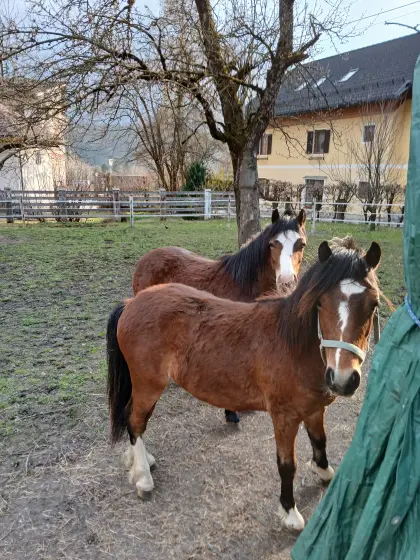 Geschwisterpaar - Welsh A Ponys