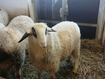 Brillenschafe abzugeben