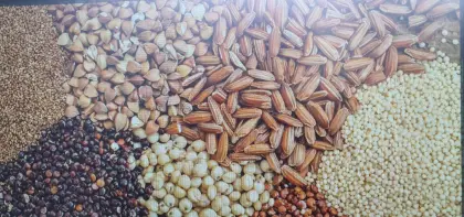 Ausputz, Käfergetreide, nicht mehr zur Fütterung geeignet