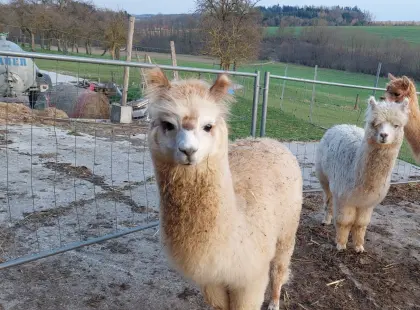 Alpakas Junghengste zu verkaufen