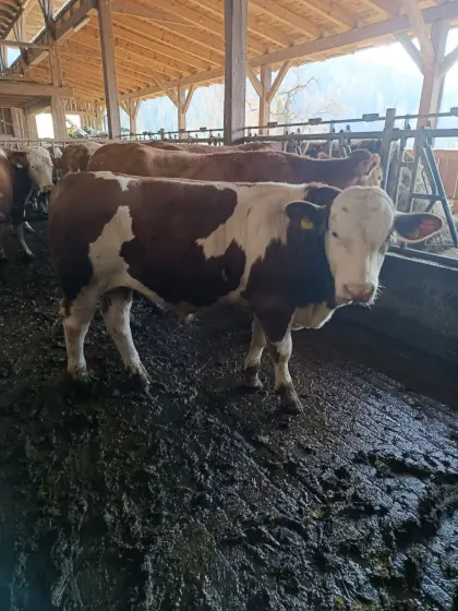 FV-FLEISCH Jungstier genetisch hornlos