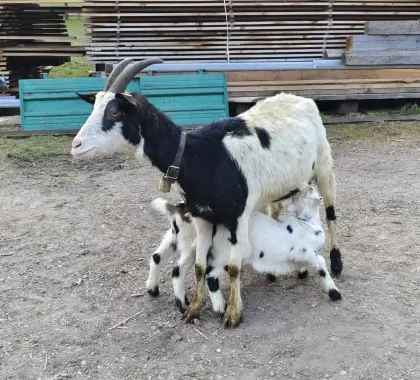 Tauernscheckenziegen mit je zwei Kitz