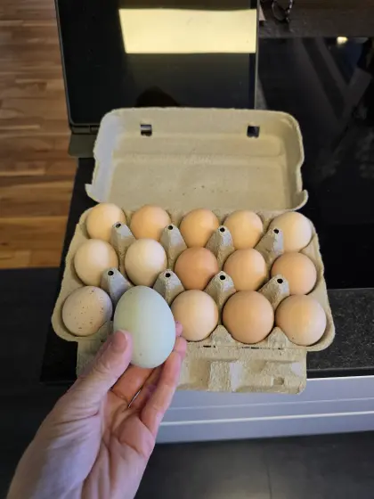 Enten- und Hühnereier