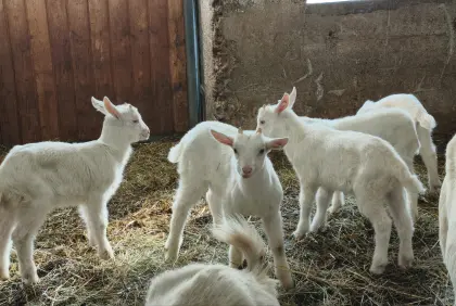 Saaneziegen Kitze zu verkaufen