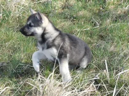Sandros Leisha Dog (Wolfsschäferhund) robust, gesund