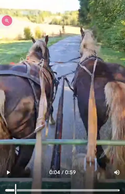 Noriker-Gespann ein- und zweispännig