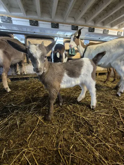Ziegenkitz Tauernschecke zu verkaufen