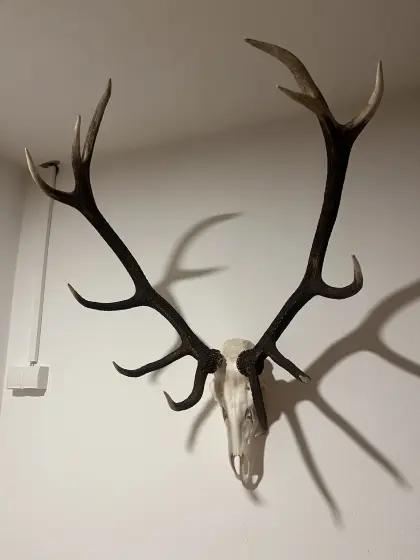 Hirschgeweih / Rothirsch