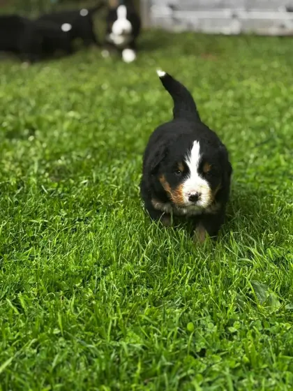 Berner Sennenhund × Swissydog