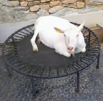 Saanenziege, perfekt für Selbstversorgung mit Milch