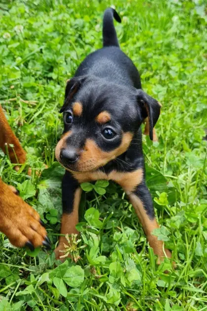 Zwergpinscher Welpen Wurfankündigung
